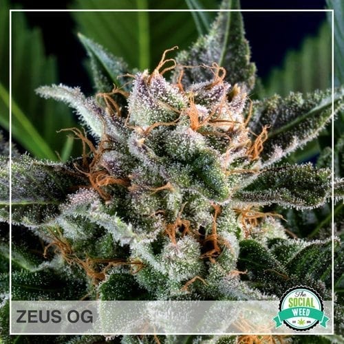 Zeus OG