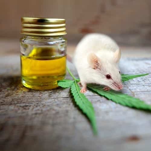Cannabis Reverses Brain Aging in Mice The Social Weed