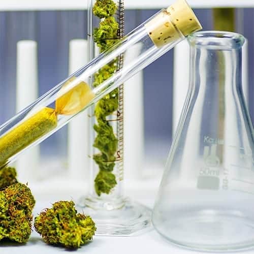 Study reveals 21 new cannabanoids