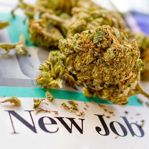 New Cannabis Jobs
