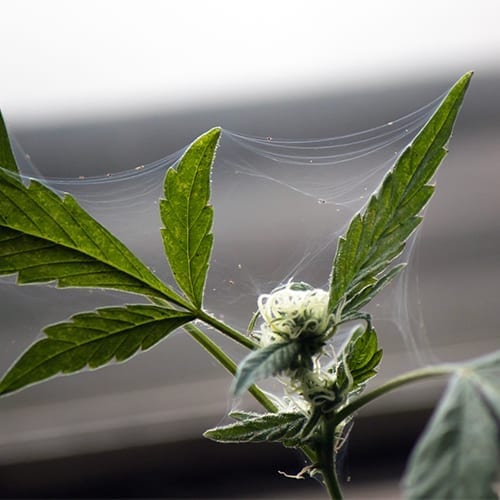 Cannabis with webs