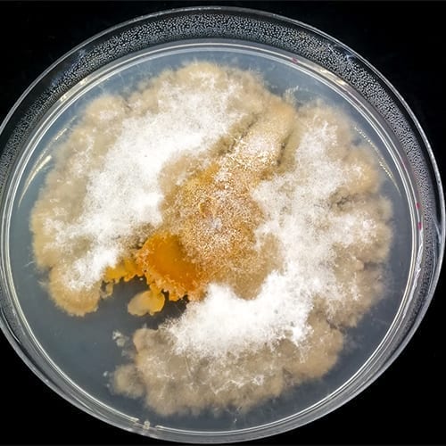 Fusarium in petri dish