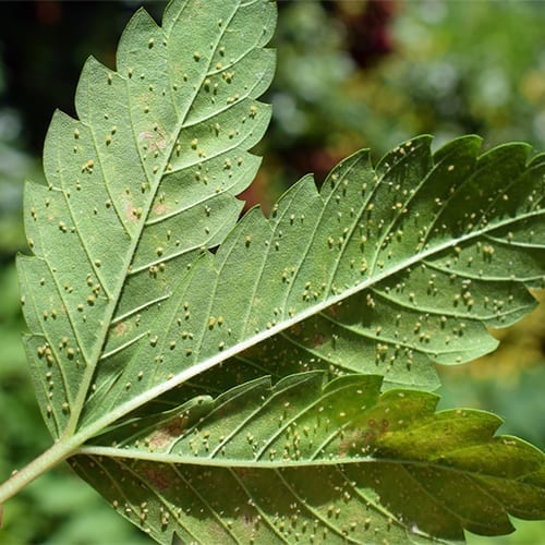 How to Combat Aphids on Marijuana Plants The Social Weed