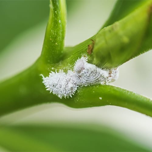 Mealybugs on plant