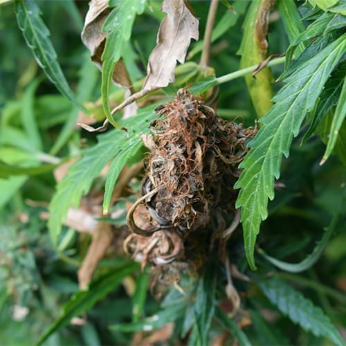 Pythium in cannabis plant