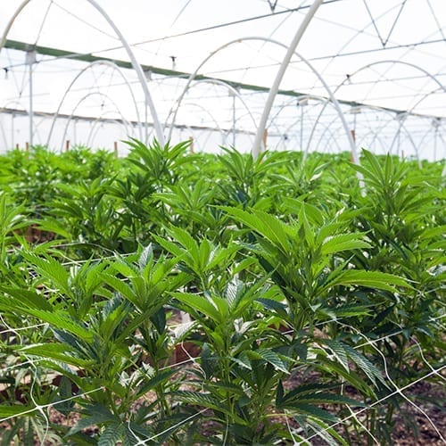 Cannabis plants in greenhouse
