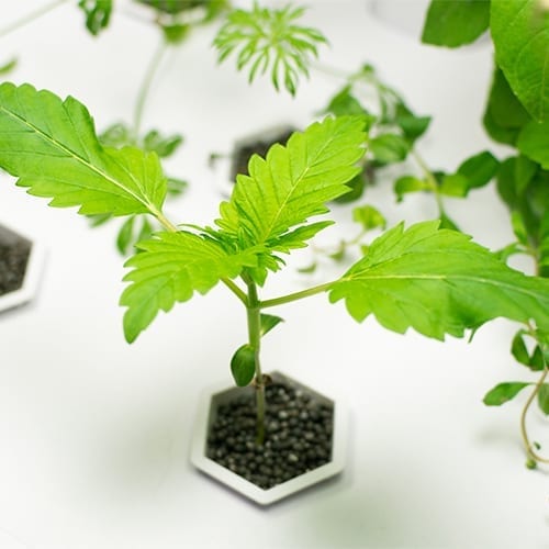 Young Cannabis plant