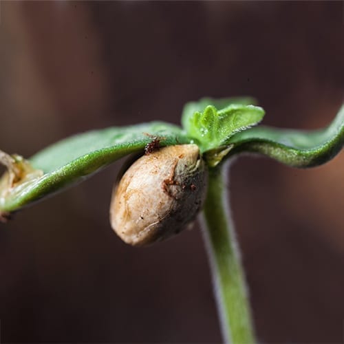 Cannabis seedling with husk still attached