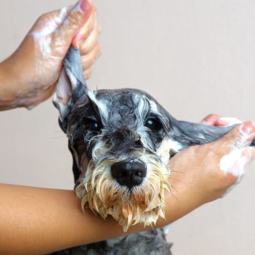 Homemade Flea & Tick Shampoo | The