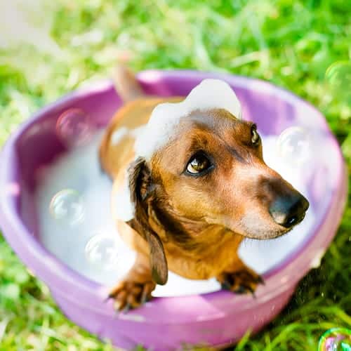 Natural Dog Shampoo That Won't Strip Natural Oils The Social Weed