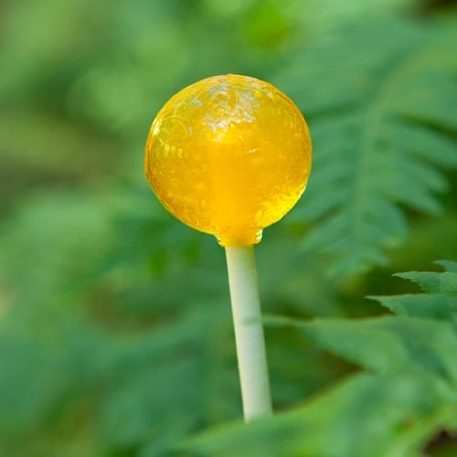 Cannabis lollipop