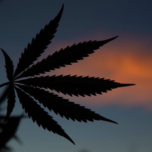 cannabis sunset