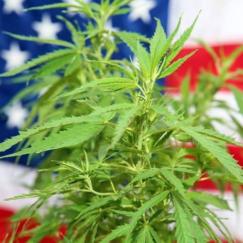 cannabis on usa flag